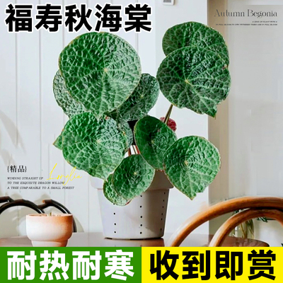 速发季寿秋海棠盆栽鳟鱼竹节粉旗内室鱼台好养易活四福开花卉绿植