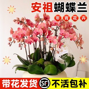 速发蝴蝶兰年栽带花苞植物花盆级花苗客厅室内盆宵花卉轻奢高大感