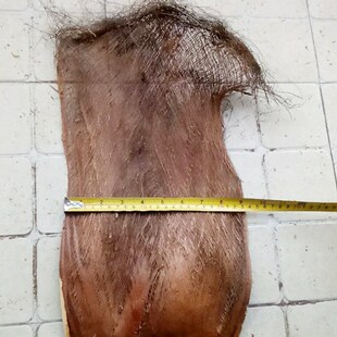 速发棕树皮棕衣棕毛棕榈衣棕丝棕片棕皮装饰绿萝棒椰棕棒茅屋用