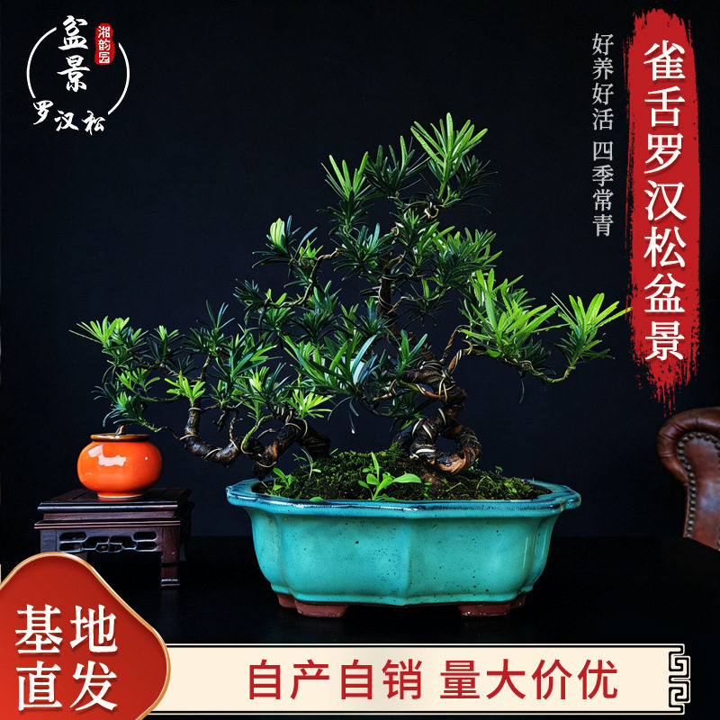 雀舌罗汉松盆景室外阳台盆栽绿植花卉小叶长青客厅桌面装饰摆件