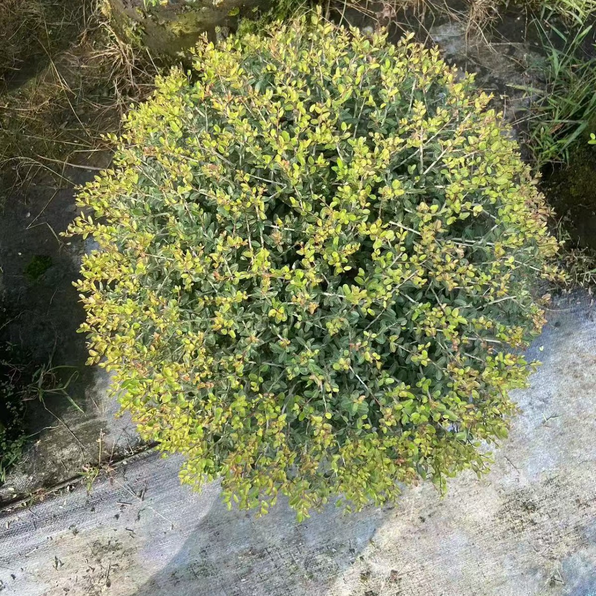 耐寒青球冬青先令川滇蜡树花镜