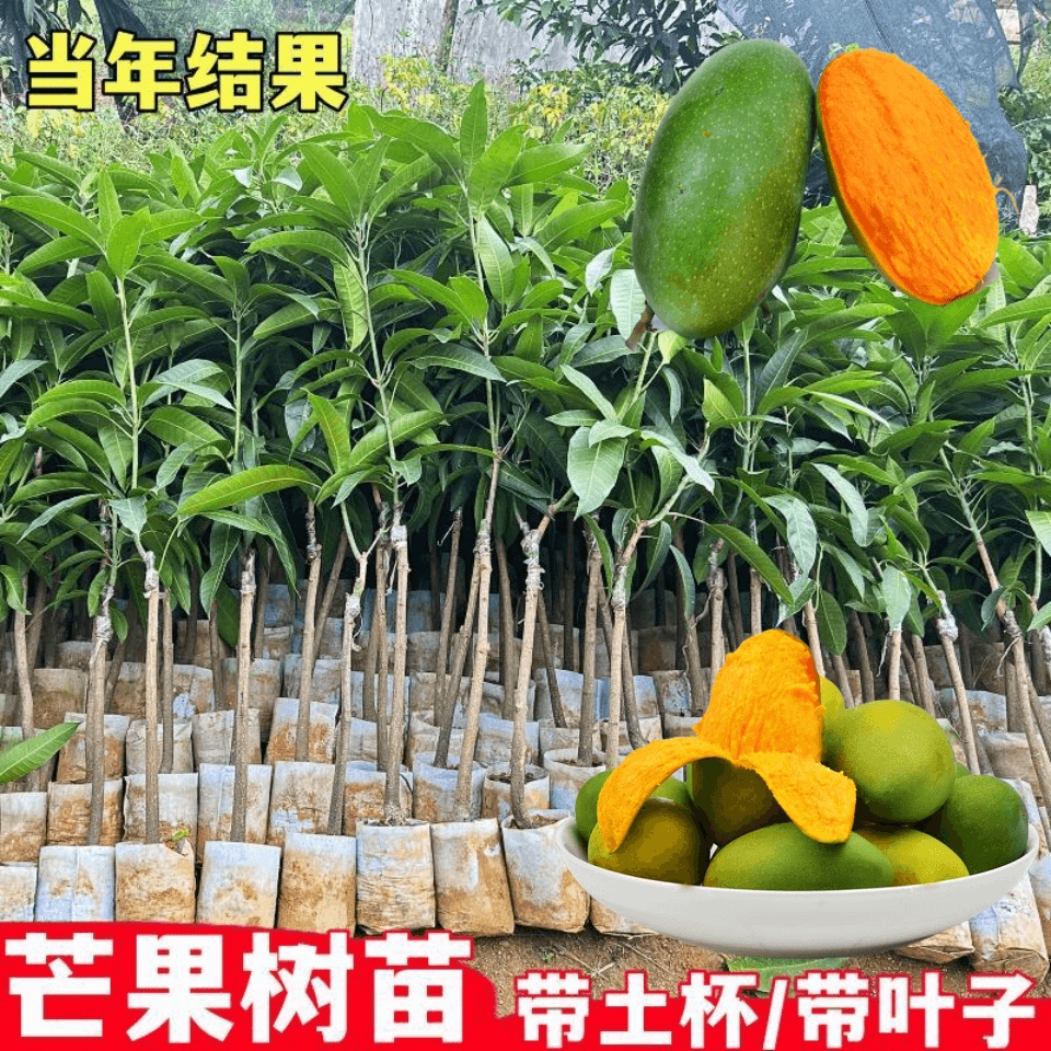 芒果树苗嫁接四季芒金煌芒贵妃芒果苗树盆栽矮化庭院阳台当年结果