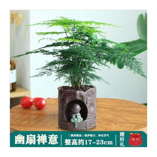 极速树木盆栽大i文竹四季青植物家里室内土养禄植客厅花木绿植轻
