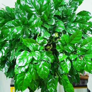 极速丛生幸福树客厅绿o植大棵绿宝盆栽办公室内特大型植物净化空