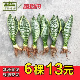 极速金边虎皮兰盆栽植物白玉虎皮兰E稀有品种水培绿植室内好养吸
