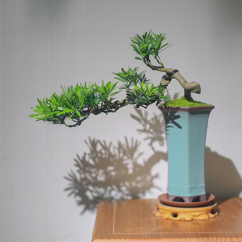 极速销罗汉松盆景悬崖老桩植x物室内真盆景摆件造景客厅阳台绿植,鲜花速递/花卉仿真/绿植园艺,造型盆景,淘宝优惠券,粉丝福利购,淘宝优惠卷