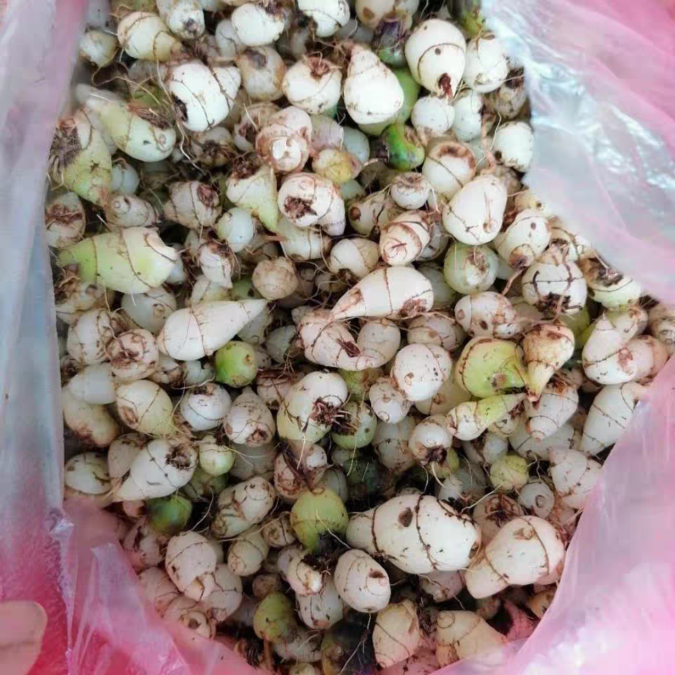 云南山货小种小白芨五老山小白鸡新鲜现挖现发纯野生白及药用食用