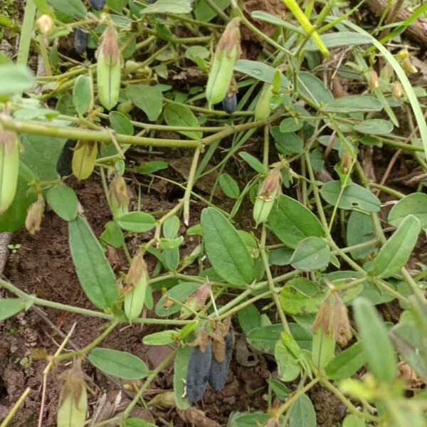 响铃草中药500克响灵草云南马响铃鲜货非种植铃子草耳呜耳响泡水
