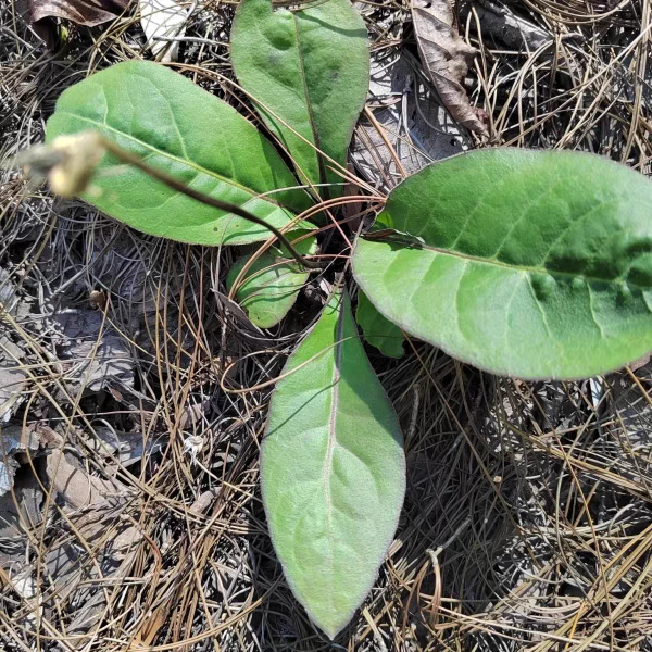 云南草药新鲜毛大丁草中药材兔耳风兔耳草贴地风头顶一枝香白头翁