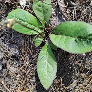 云南草药新鲜毛大丁草中药材兔耳风兔耳草贴地风头顶一枝香白头翁