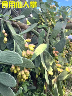 仙人掌可食用美容药用大型多肉植物结果仙人果花卉绿植产地直发