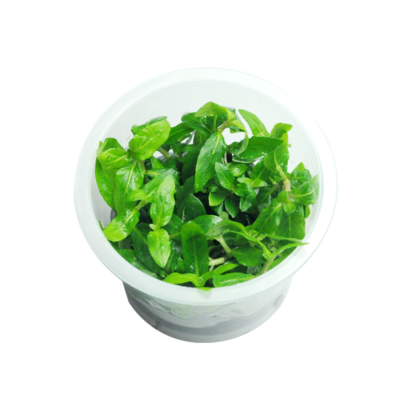 极速无菌水草h杯前景水草迷你牛毛矮珍珠天胡荽挖耳椒草血心兰植
