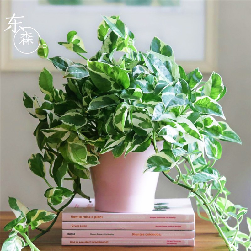 现货室内观叶植物易养白金葛优质绿萝水培雪花葛花叶吸绿植