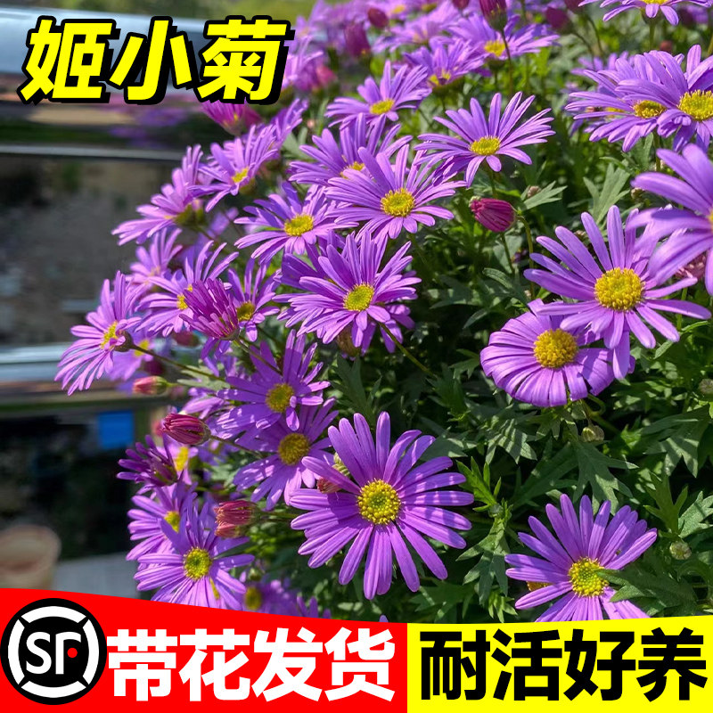 速发姬小菊花苗盆台花庭植物室内外栽卉院四季开花乒乓球菊好养易