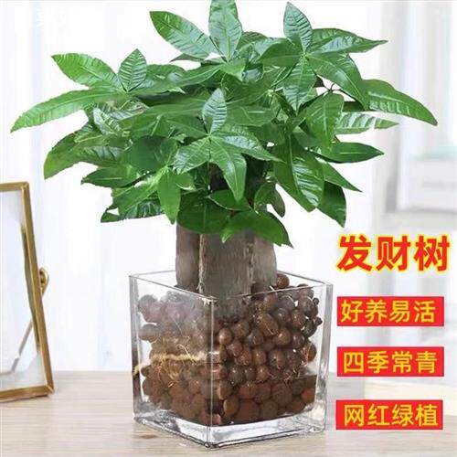 速发发栽物盆栽室内植树大颗水培绿植小盆财花卉四季常青办公桌上