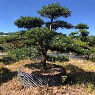 室外盆栽造型罗汉松庭院小区别墅四季常青园林工程绿化风景树