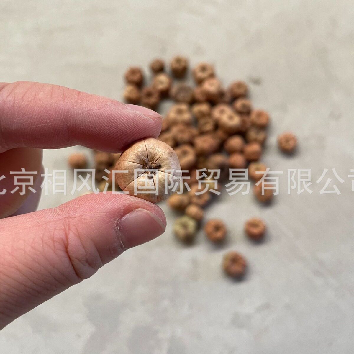 【超级迷你小南瓜】普卡果进口干花不果装饰摆设拍照道具插花