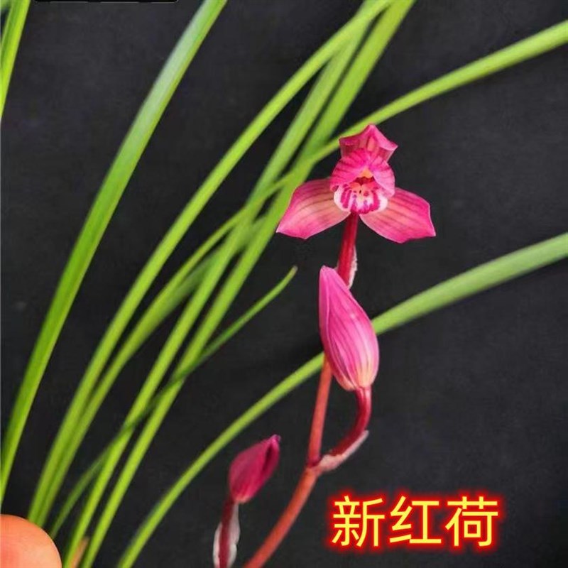 速发兰花浓香型 莲瓣兰小雪素素冠荷鼎 如意素荷 绿植盆栽好养易