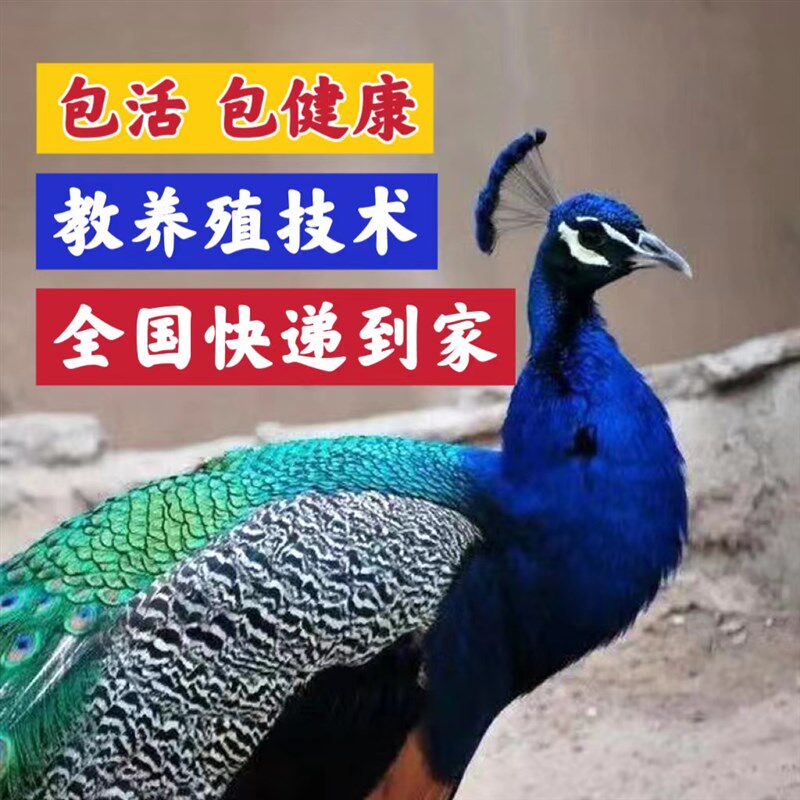 现货速发蓝白花孔雀苗幼崽公母一对鸟开屏大型观赏鸟包活发货