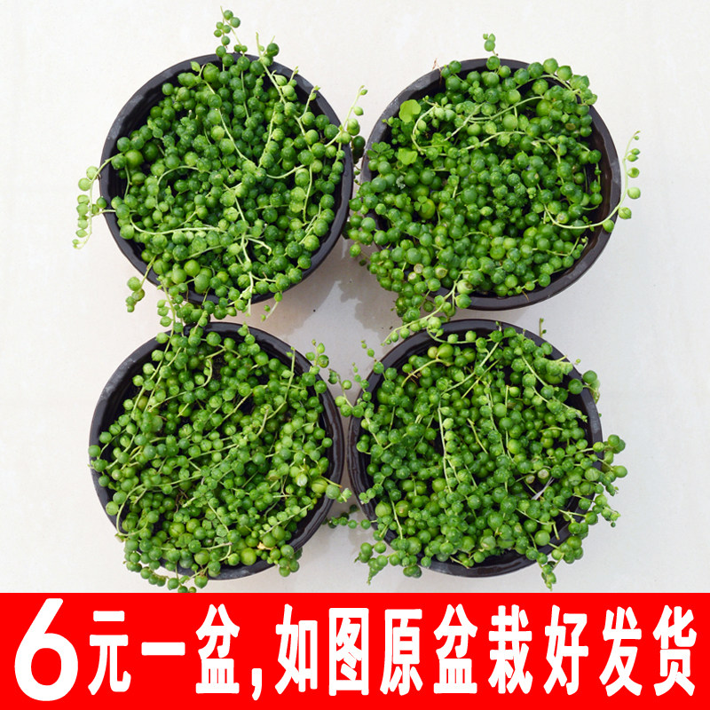 现货速发佛珠情人泪珍珠吊兰盆栽花卉室内观花绿色植物多肉肉植物