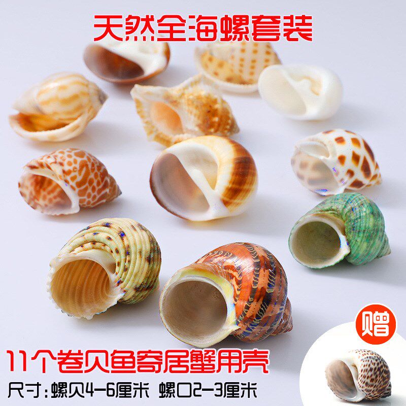 现货速发贝壳海螺海星打孔手工装饰品卷贝鱼寄居蟹壳鱼缸造景