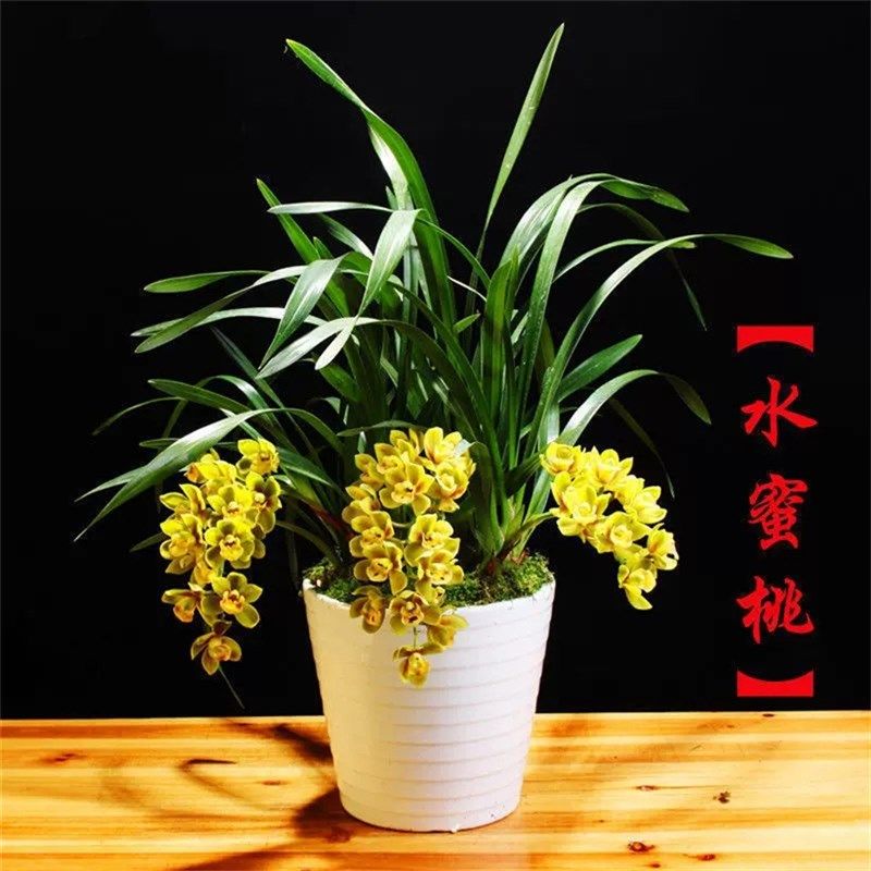 水蜜桃兰b花苗春兰奇花浓香型原生老种仁白冬出售客厅花卉阳台