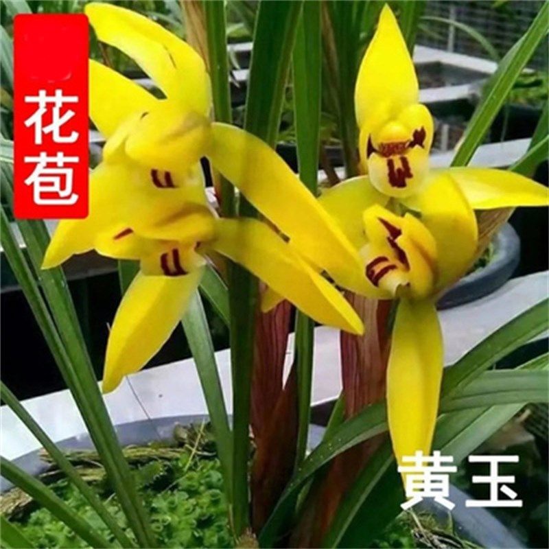 水蜜桃兰花苗春兰奇花浓香x型原生老种仁白冬出售客厅花卉阳台