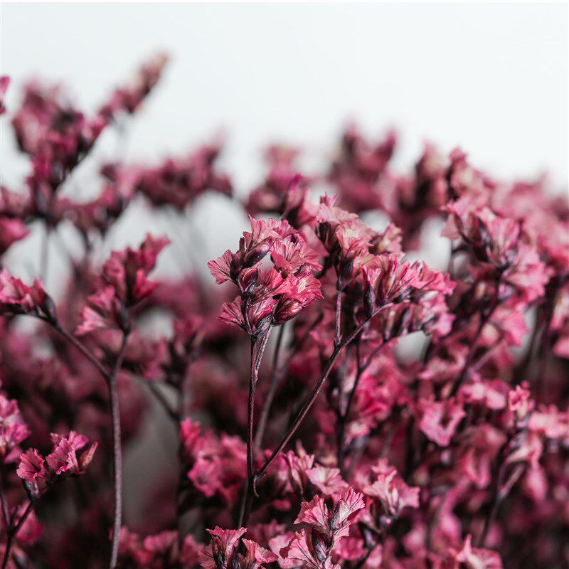 【云南基地】 永生水晶花 水晶草i 不发霉  七夕花束 花材