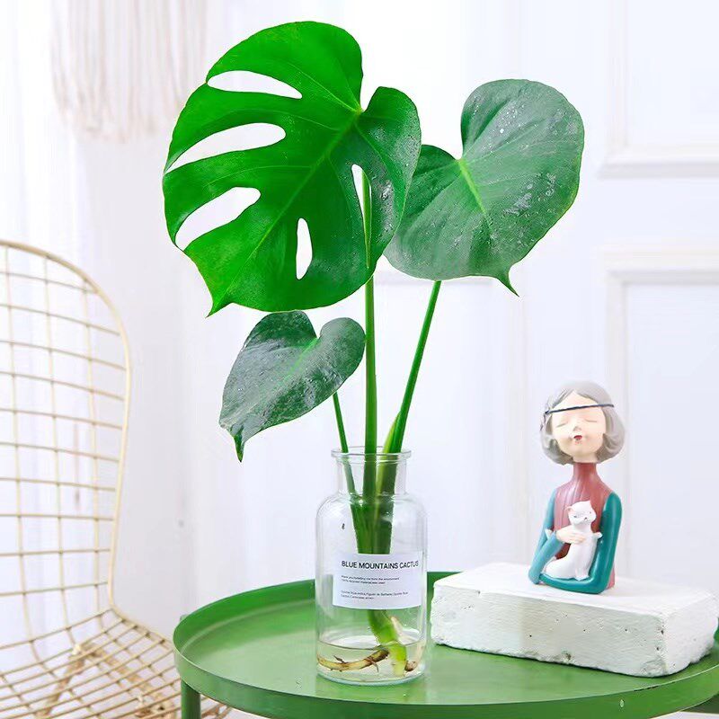 龟背竹水培植物大叶耐阴绿植盆栽天堂鸟室内客厅净u化空气四季常