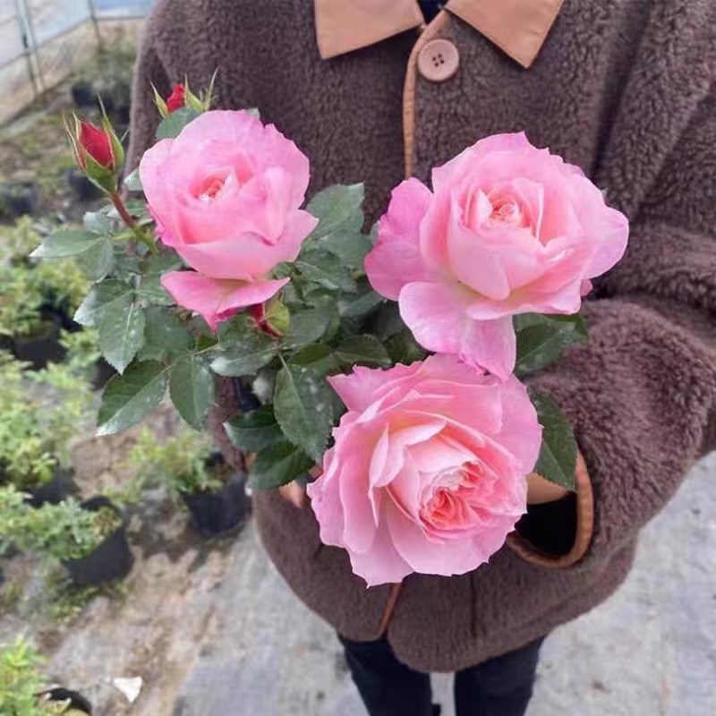 速发海神王月季大花微月浓香玫瑰花苗室内外台花卉盆栽庭院珍稀品