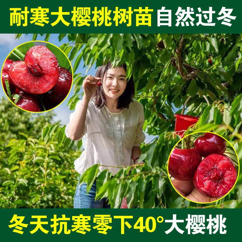 抗寒大樱桃树苗耐寒樱桃大樱桃苗南北方种植冬天室外自然过冬樱桃
