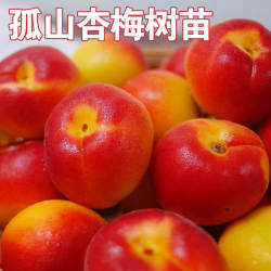 孤山杏梅树苗嫁接甜杏盆栽地栽红皮梅树苗南北方种植杏树当年结果