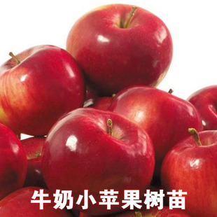 牛奶小苹果树苗嫁接果树苗盆栽地栽抗寒苹果苗南北方种植当年结果