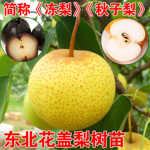 花盖梨树苗嫁接秋子梨东北酸梨山梨冻梨苗晚熟细皮花盖梨耐寒果树