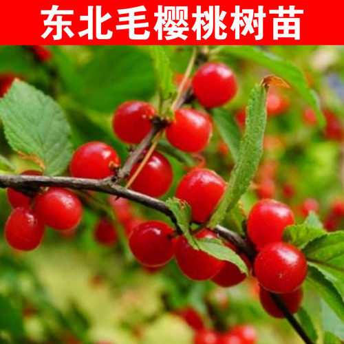 东北小樱桃山樱桃树苗矮化毛樱桃苗南方北方盆栽庭院果树果苗抗寒