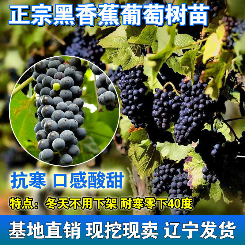 【冬天不下架】黑香蕉葡萄树苖超耐寒老品种嫁接葡萄果苗当年结果