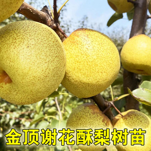 谢花甜梨树苗果树金顶谢花酥梨苗脆甜大果嫩黄甜嫁接梨子树结果苗