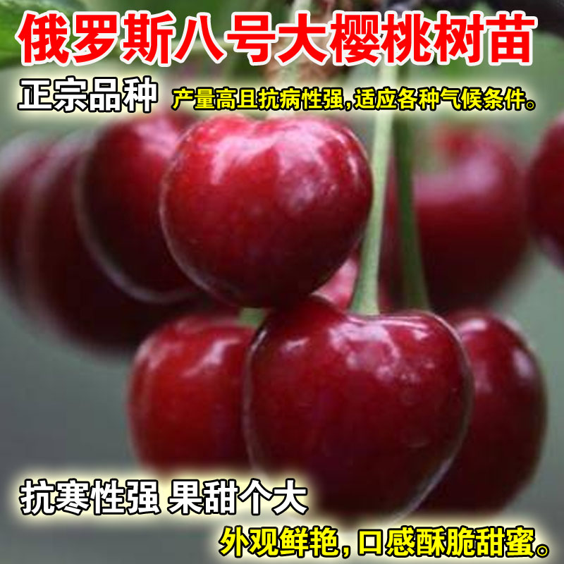 正宗俄罗斯八号大樱桃苗北方俄8樱桃苗抗寒高产樱桃树苗含香樱桃