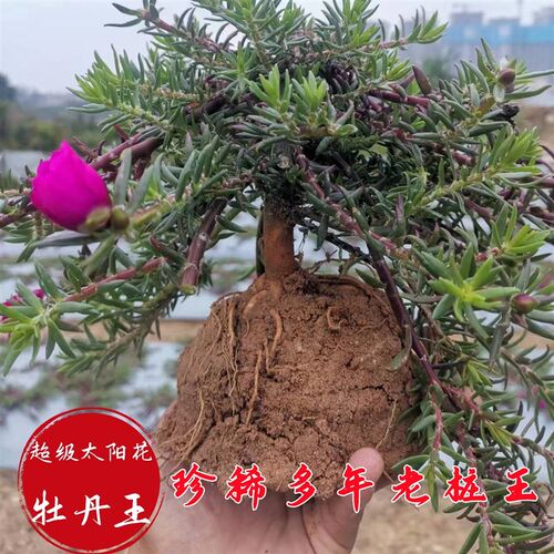 树桩太阳花老桩重瓣三年老苗老桩玫红王超K级玫红太阳花桃子苞大