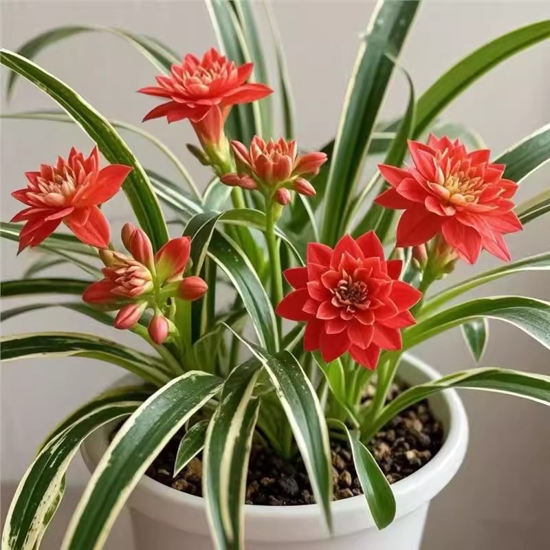 新品金边吊兰浓香型重瓣花卉盆栽家里F易养活金鱼吊兰大花新鲜兰