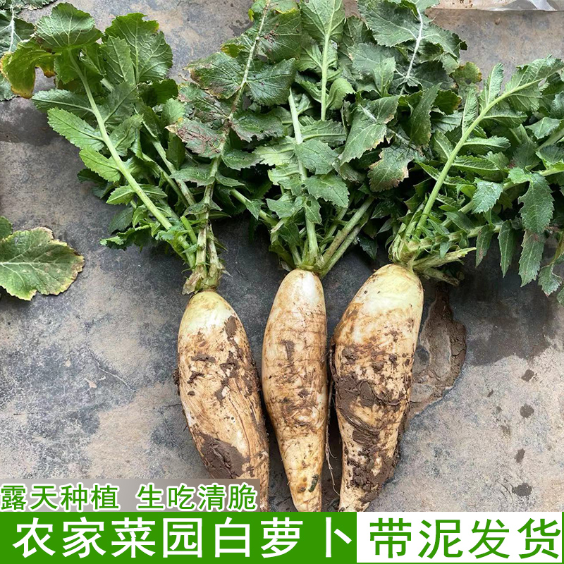 当季蔬菜白萝卜新鲜水果萝卜生吃清脆带泥萝卜可做腌菜泡菜精选装