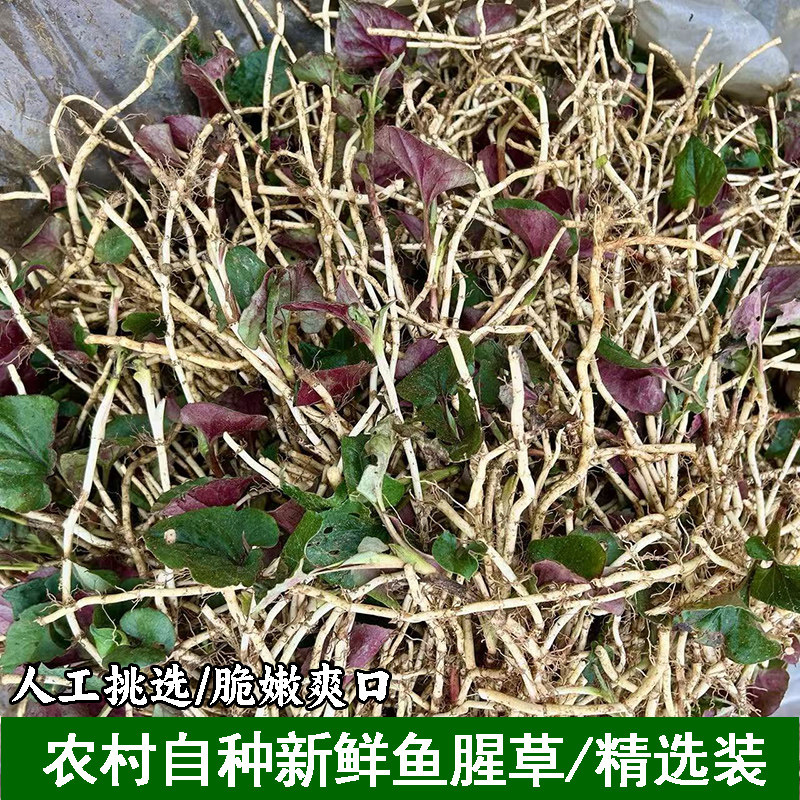 农家自种新鲜鱼腥草露天折耳根节节根嫩根湖北宜昌本地凉拌节节根