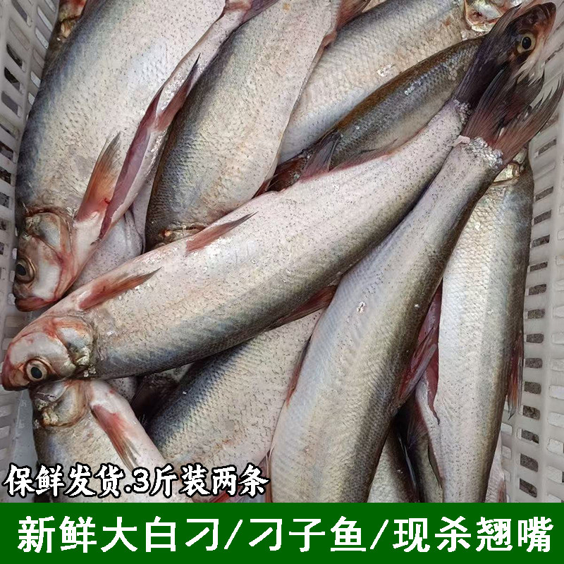 宜昌淡水鱼翘嘴鱼新鲜白鱼大翘嘴鱼刁子鱼鲜活现杀大白刁手工净膛