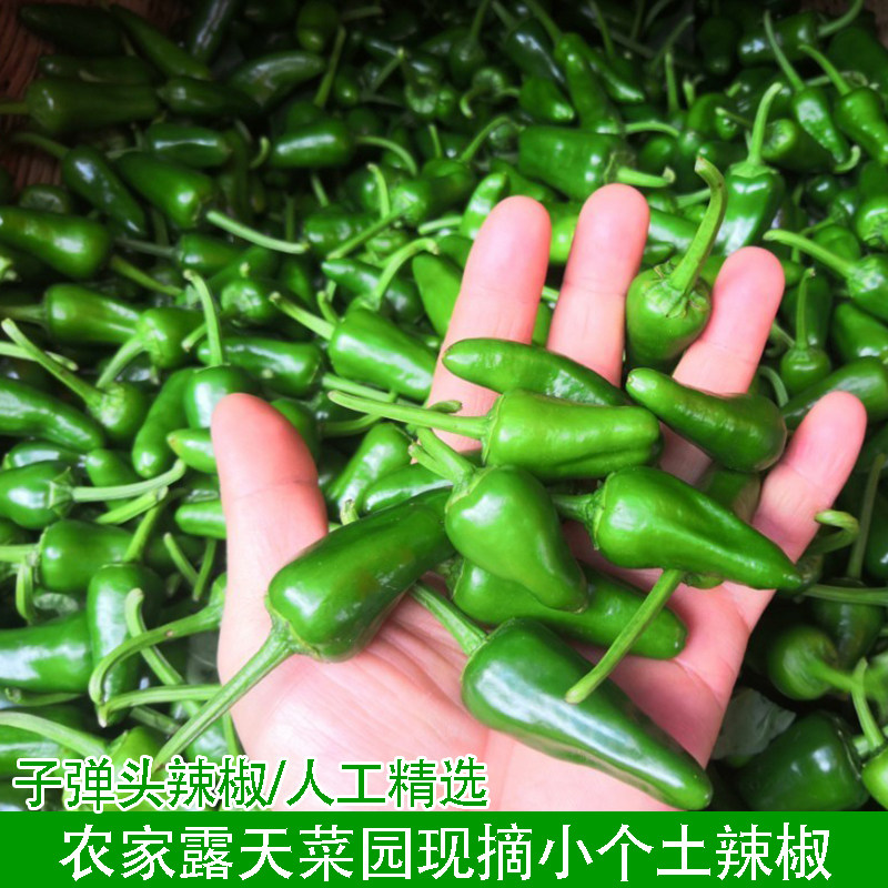 新鲜青椒小个土辣椒农家新鲜子弹头辣椒子本地小辣椒香辣皮薄肉厚