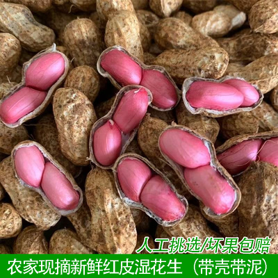 新鲜湿花生带壳带泥红皮红米花生