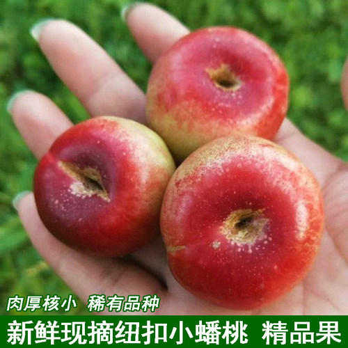 新鲜纽扣蟠桃新鲜头茬红油桃金钱油蟠桃现摘水果袖珍小蟠桃纽扣桃