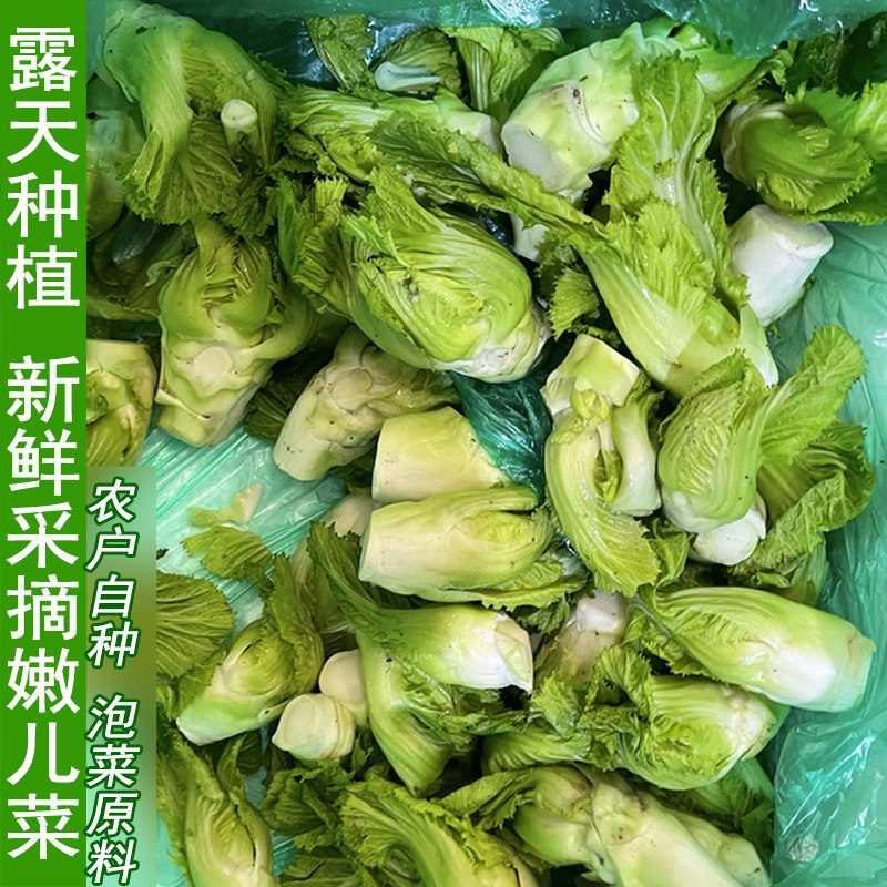 农家自种儿菜娃娃菜抱儿菜