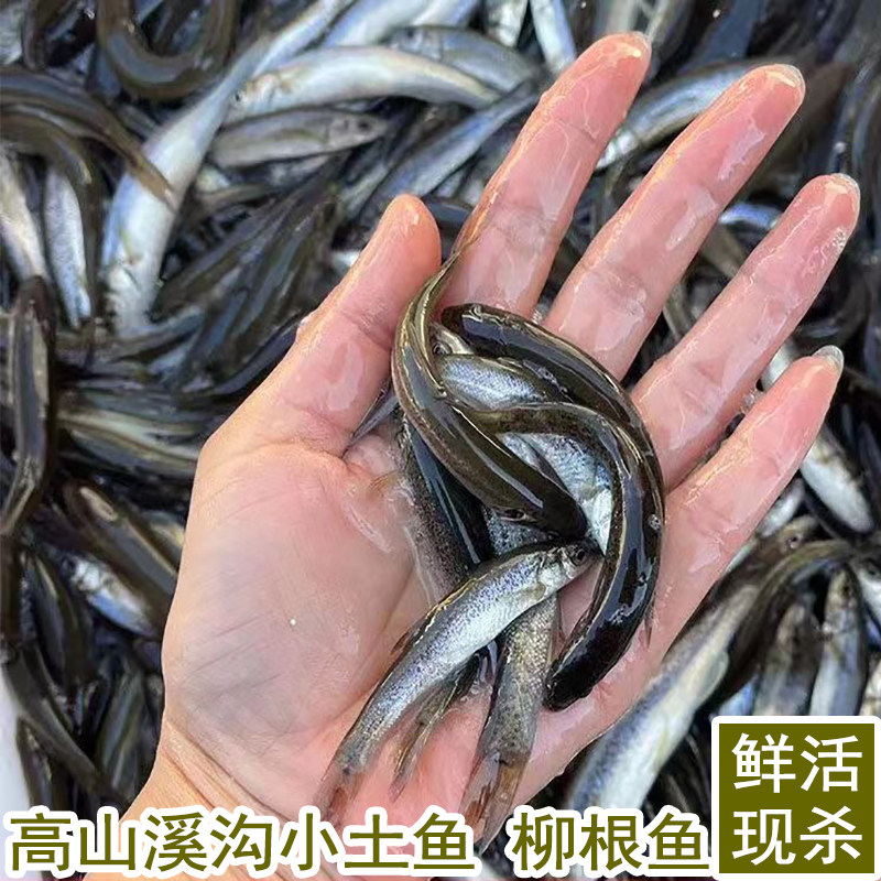 淡水鱼冷水鱼柳根鱼湖北宜昌