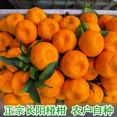 正宗湖北宜昌椪柑芦柑