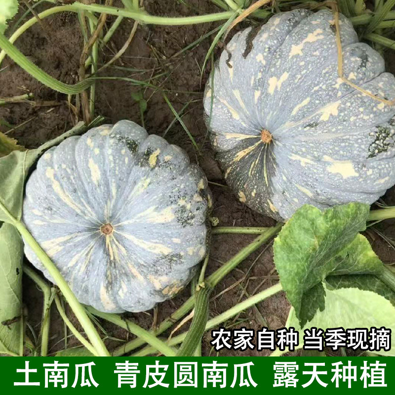 新鲜盘龙圆南瓜当季时令蔬菜农家自种露天精选本地老品种粉面青皮